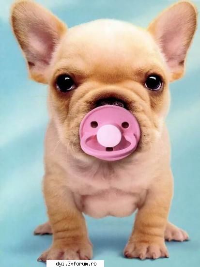 cuvintele nu mai au nici un sens aici. lasa-ti pozele sa vorbeasca de la sine. 
porci... super